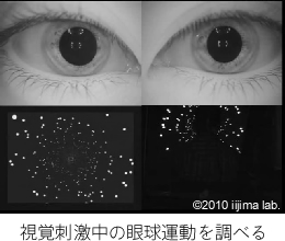 視覚刺激中の眼球運動を調べる