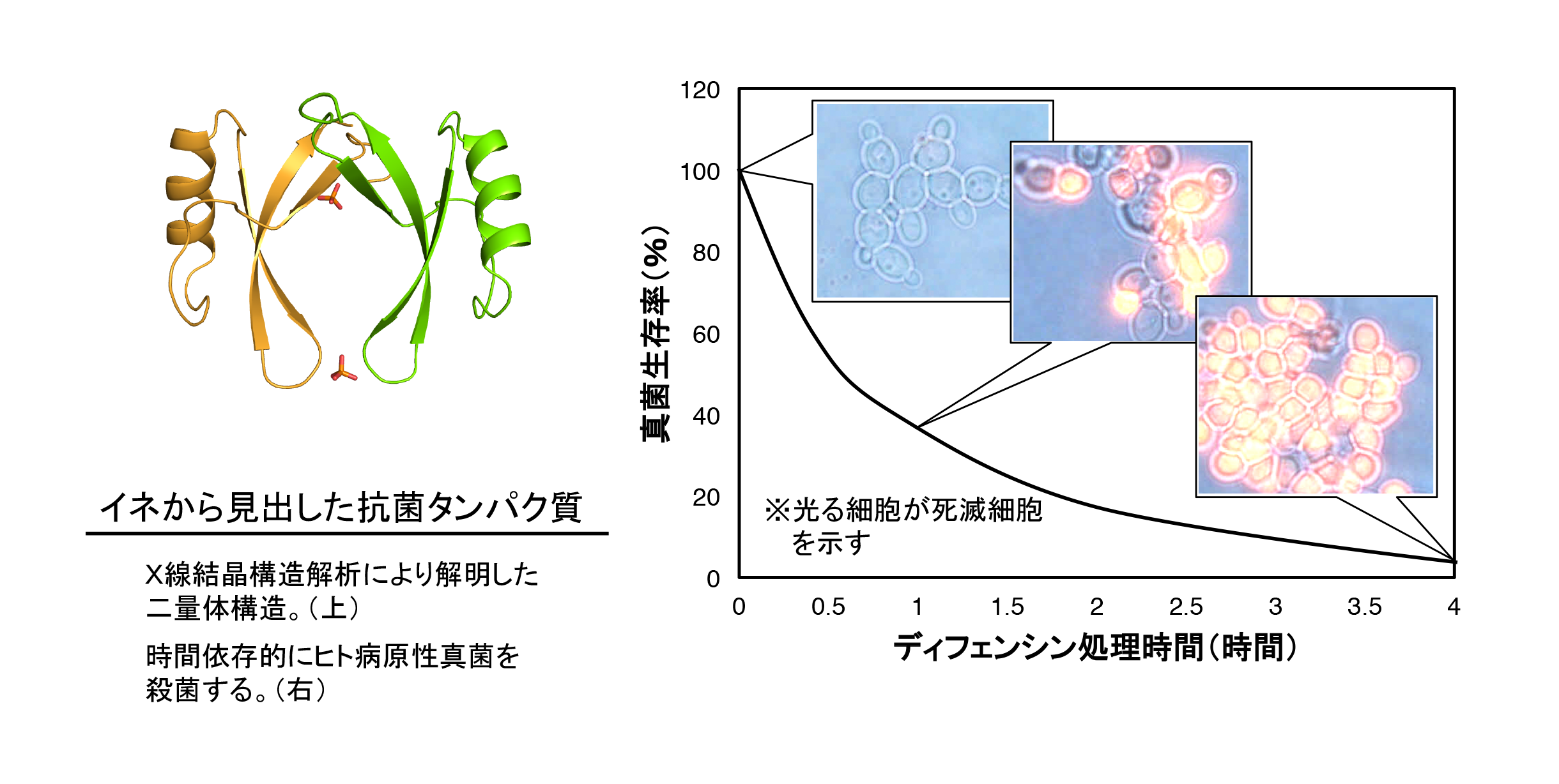 写真の説明を入れます