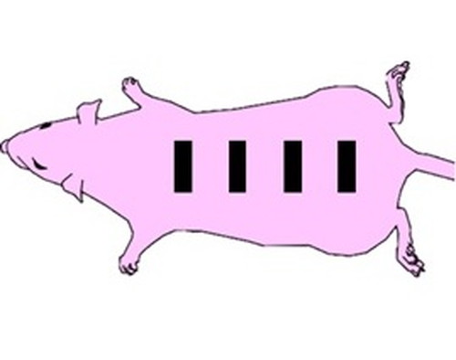 rat